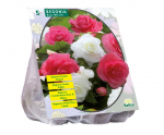 Begonijų svogūnėliai, lot. BEGONIA DUBBEL DUO ROZE WIT, 5 vnt