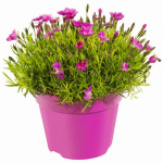 Lauko augalas gvazdikas, &Oslash; 10,5, 20 cm, lot. Dianthus I Love U