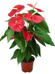 Vazoninis augalas anturis, &Oslash; 17, 65 cm, lot. ANTHURIUM Mix