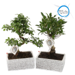 Vazoninis augalas bonsas, &Oslash; 22, 40 cm, su vazonu, lot. BONSAI