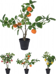 Dirbtinis augalas vazone ARTIFICIAL FRUIT, 3 rū&scaron;ių