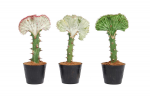 Vazoninis augalas puansetija, &Oslash; 10,5, 30 cm, lot. EUPHORBIA LACTEA CRISTATA