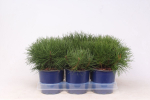 Lauko augalas kalninė pu&scaron;is, &Oslash; 15, 25 cm, lot. Pinus mugo mughus