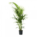 Vazoninis augalas hovėja, &Oslash; 21, 140 cm, lot. HOWEA