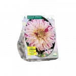 Jurginų svogūnėlis, lot. DAHLIA SMOKEY, 1 vnt
