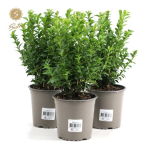 Lauko augalas buksmedis, &Oslash; 13, 30 cm, lot. Buxus semp. bush