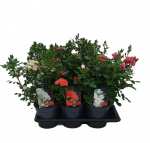 Lauko augalas krūminė rožė, &Oslash; 17, 40 cm, lot. Rosa bush mix