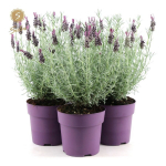 Lauko augalas levanda, daugiametis, &Oslash; 15, 30 cm, lot. Lavandula sto. Anouk Silver