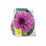 Jurginų svogūnėlis, lot. DAHLIA BLUE BELL, 1 vnt