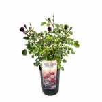 Lauko augalas rožė, &Oslash; 17, 30 - 35 cm, lot. Nordic Beauties Floribunda/Ployantha Roses mix