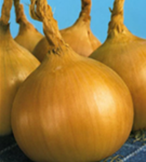 Svogūnų sodinukai CORRADO H, 14 - 21 mm, 0,5 kg