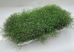 Lauko augalas guboja, daugiametis, &Oslash; 13, 20 cm, lot. GYPSOPHILA