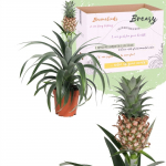 Vazoninis augalas ananasas, &Oslash; 12, 40 cm, lot. ANANAS CORONA