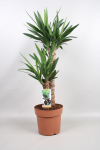 Vazoninis augalas juka, &Oslash;21, 90 - 100 cm, lot. YUCCA