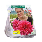Jurginų svogūnėlis, lot. DAHLIA GIANT DECORATIEF EMORY PAUL, 1 vnt