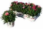 Lauko augalas gvazdikas, &Oslash; 12, lot. DIANTHUS
