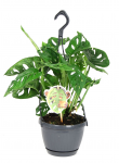 Vazoninis augalas monstera, &Oslash; 15, 40 cm, su vazonu, lot. MONSTERA OBLIQUA MONKEY LEAF