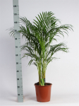 Vazoninis augalas dipsis, &Oslash; 24, 110 cm, lot. DYPSIS LUTESCENS