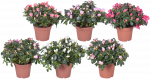 Vazoninis augalas azalija, &Oslash; 14, 30 cm, lot. AZALEA MIX