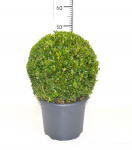 Lauko augalas buksmedis, &Oslash; 26, 27 cm, lot. Buxus semp. Ball