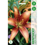 Lelijų svogūnėliai, lot. LILIUM  KENTUCKY, 2 vnt.