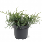 Lauko augalas virgininis kadagys, &Oslash; 19, 30 cm, lot. Juniperus virginiana Grey Owl