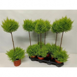 Lauko augalas Kiparisas, &Oslash; 14, 75 cm, lot. Cupressus Goldcrest duo boll