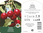 Vaismedis vy&scaron;nia LUTOVKA, lot. PRUNUS CERASUS