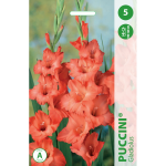 Kardelių svogūnėliai, lot. GLADIOLUS PUCCINI, 5 vnt.
