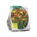 Montbrečių svogūnėliai, lot. MONTBRETIA, 30 vnt