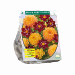 Jurginų svogūnėliai, lot. DAHLIA HONEY BLENDS, 2 vnt