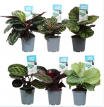 Vazoninis augalas orchidėja keraminiame vazone, &Oslash; 16, auk&scaron;tis 35 cm, lot. CATTLEYA