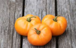 Pomidorų daigas, &Oslash; 12, lot. ORANGE