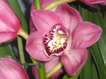 Vazoninis augalas cimbidis, &Oslash; 14, 80 cm, lot. CYMBIDIUM, 3 stiebai