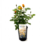 Lauko augalas rožė, &Oslash; 17, 30 - 35 cm, lot. Nordic Beauties Tea Hybrid Roses