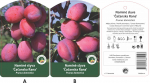 Vaismedis slyva Čačanska raniaja, lot. PRUNUS DOMESTICA