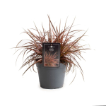 Lauko augalas uncinija, &Oslash; 17, 35 cm, lot. Uncinia