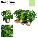 Vazoninis augalas peperomija, &Oslash;14, 30 - 35 cm, lot. PEPEROMIA RAINDROP FEEL GREEN