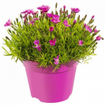 Lauko augalas gvazdikas, &Oslash; 9, 16 cm, lot. Dianthus mix