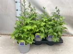 Lauko augalas pentinius, &Oslash; 17, 70 cm, lot. Delphinium Delgenius