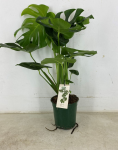 Vazoninis augalas monstera, &Oslash;19, 70 - 80 cm, lot. MONSTERA DELICIOSA