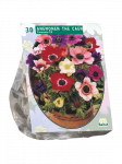Plukių svogūnėliai, lot. ANEMONE DE CAEN MIX, 30 vnt