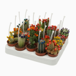 Vazoninis augalas opuncija, &Oslash; 5,5, 14 cm, lot. Opuntia