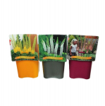 Lauko augalas eremūras, daugiametis, &Oslash; 21, 35 cm, lot. Eremurus mix