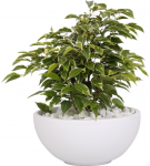 Vazoninis augalas fikusas, vazone, &Oslash; 22, 40 cm, lot. FICUS GREEN KINKY, in ceramic
