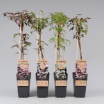 Lauko augalas raganė, daugiametis, &Oslash; 15&nbsp;, 65cm, lot. Clematis montana