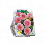 Jurginų svogūnėlis, lot. DAHLIA POMPON STOLZE VON BERLIN, 1 vnt