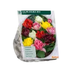 Tulpių svogūnėliai, lot. TULIPA DUBBEL MIX, 15 vnt