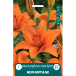 Lelijų svogūnėliai, lot. LILIUM LA ADVANTAGE, 1 vnt.
