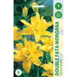 Lelijų svogūnėliai, lot. LILIUM DOUBLE FATA MORGANA, 1 vnt.